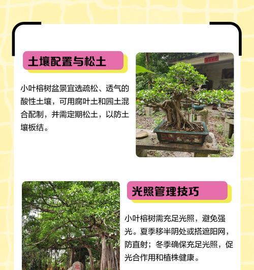 如何养护大叶榕树盆景（注意事项和养护方法）