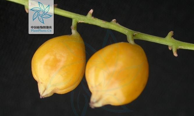 假连翘的果实到底有毒吗？（探究假连翘果实的毒性及防范措施）