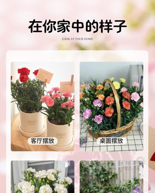 康乃馨盆栽的选择与养护（大盆还是小盆，你选对了吗？）