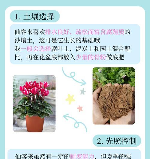 仙客来扦插详解（打造自己的花园——从仙客来开始）