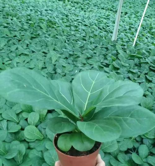 琴叶榕开花情况解析（琴叶榕开花是什么样子？）