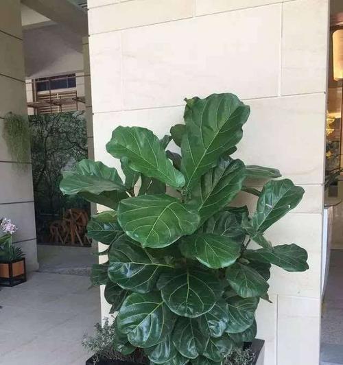 琴叶榕开花情况解析（琴叶榕开花是什么样子？）