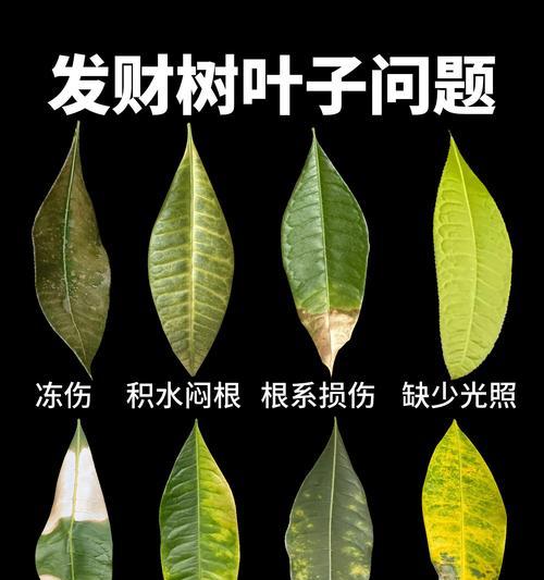 果树黄叶原因及解决方法（寻找根源，拯救果树；预防为主，治疗为辅）