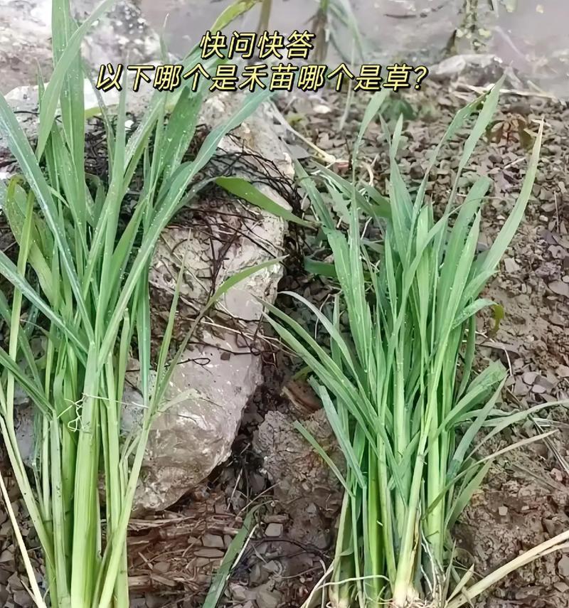 深入了解海豚草——一种神奇的植物