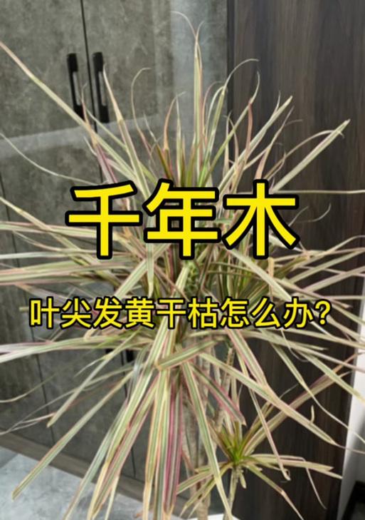 盆栽植物叶尖干枯的原因及解决方法（植物缺水、光线不足、营养不良都可能导致叶尖干枯）
