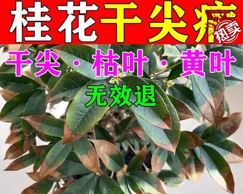 盆栽植物叶尖干枯的原因及解决方法（植物缺水、光线不足、营养不良都可能导致叶尖干枯）