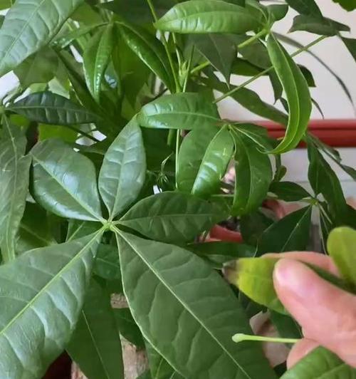 盆栽植物叶尖干枯的原因及解决方法（植物缺水、光线不足、营养不良都可能导致叶尖干枯）