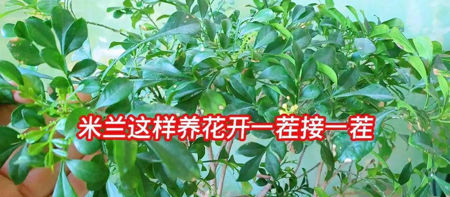 米兰盆栽的养殖与注意事项（让你的米兰盆栽生长茁壮的方法与技巧）