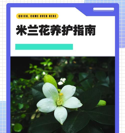 米兰盆栽的养殖与注意事项（让你的米兰盆栽生长茁壮的方法与技巧）