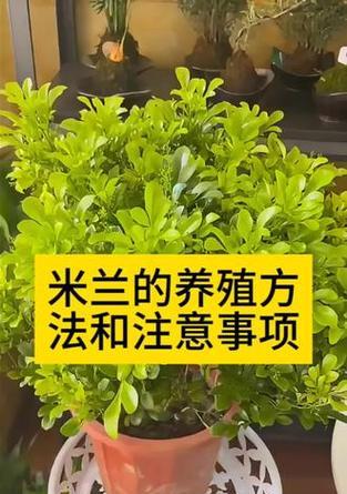 米兰盆栽的养殖与注意事项（让你的米兰盆栽生长茁壮的方法与技巧）