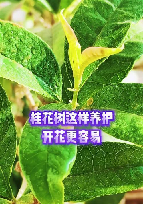 揭秘！桂花树到底能否净化空气？（研究发现）