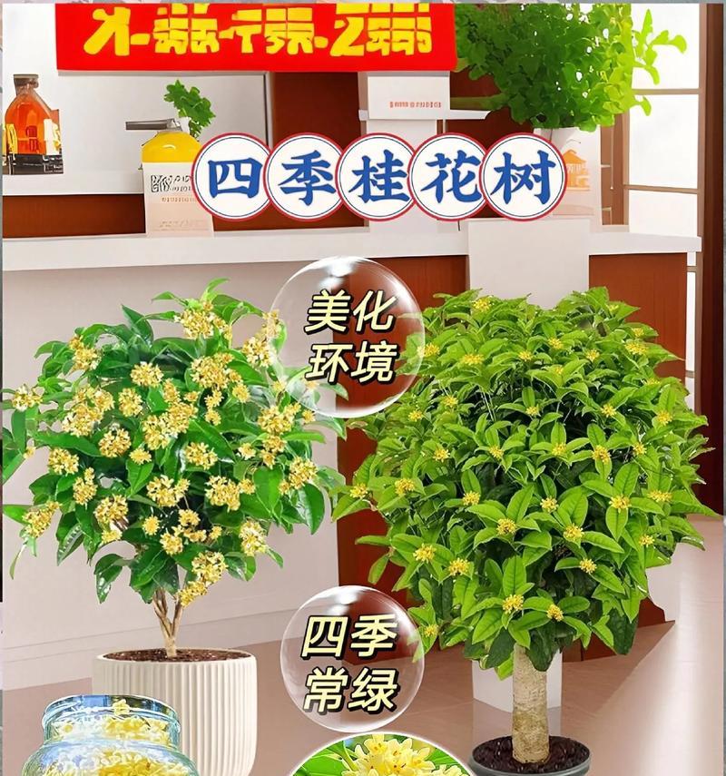 揭秘！桂花树到底能否净化空气？（研究发现）
