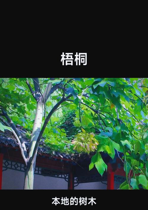 探秘梧桐树的繁殖之道（探秘梧桐树的繁殖之道）