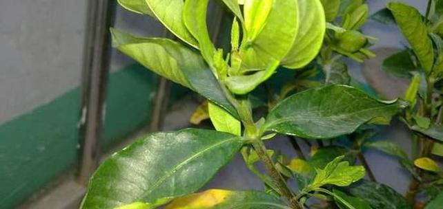 揭秘叶变黄的原因及预防方法（15种植物叶变黄的原因与对策）