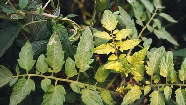 揭秘叶变黄的原因及预防方法（15种植物叶变黄的原因与对策）
