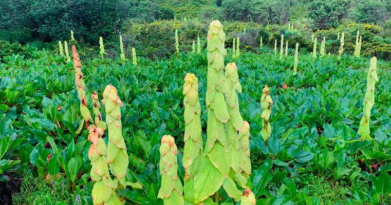 揭秘叶变黄的原因及预防方法（15种植物叶变黄的原因与对策）