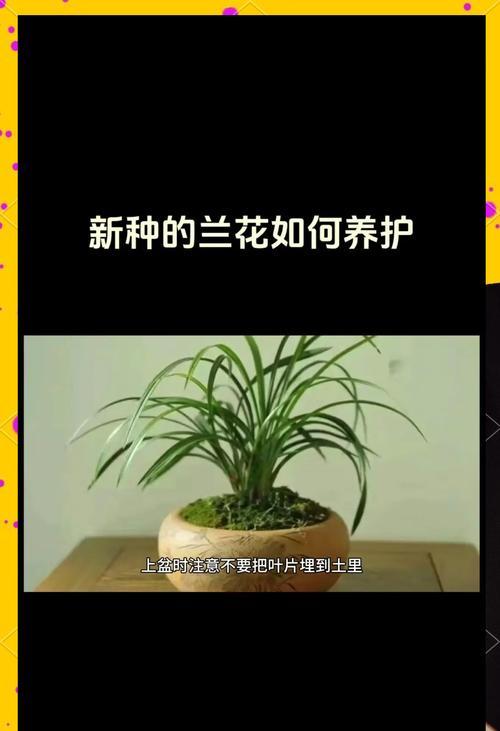 兰花剪枝与修剪方法及时间（美丽兰花的修剪秘籍，让你轻松打造花园中的焦点）