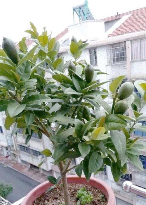 柠檬的生长环境与特点（探究柠檬在不同环境下的生长特征）
