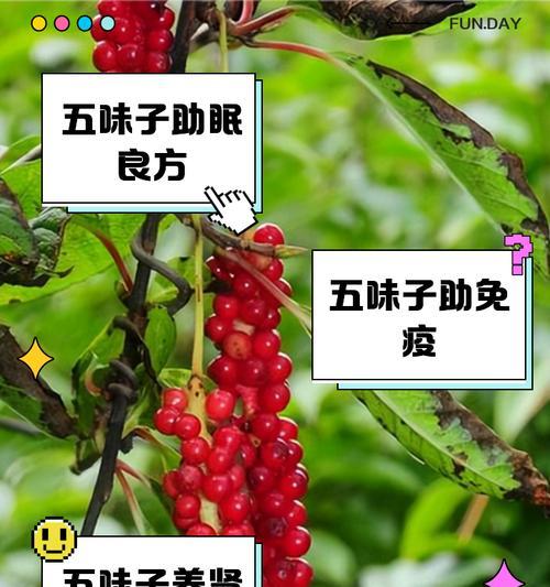 五味子的产地和分布情况（探究五味子的生长环境、栽培技术与市场前景）