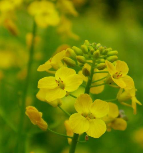 油菜花的奇妙之处（探秘油菜花的花瓣、花蕊和颜色主宰）