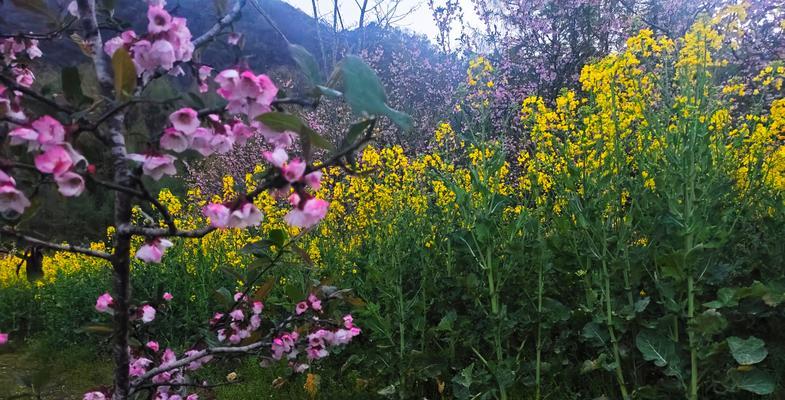 油菜花的奇妙之处（探秘油菜花的花瓣、花蕊和颜色主宰）