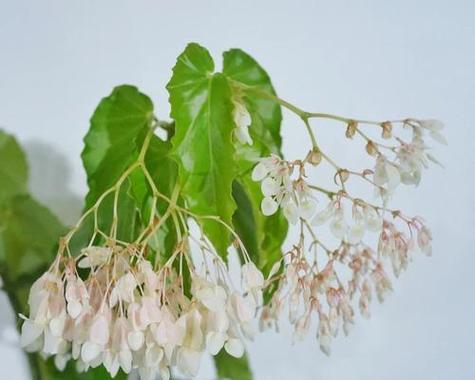 海棠花是怕冷还是怕热？——探究海棠花的生态习性（从生长环境、生长期、生长温度等方面来探究海棠花的生态习性。）