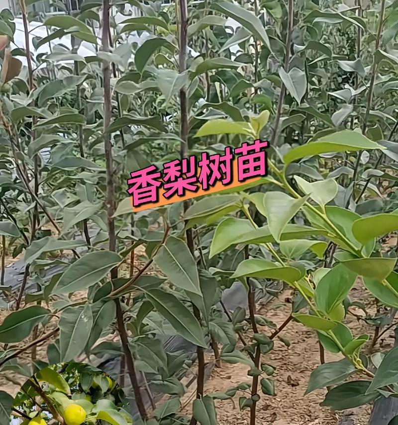家里也可以种梨树——打造自己的果园