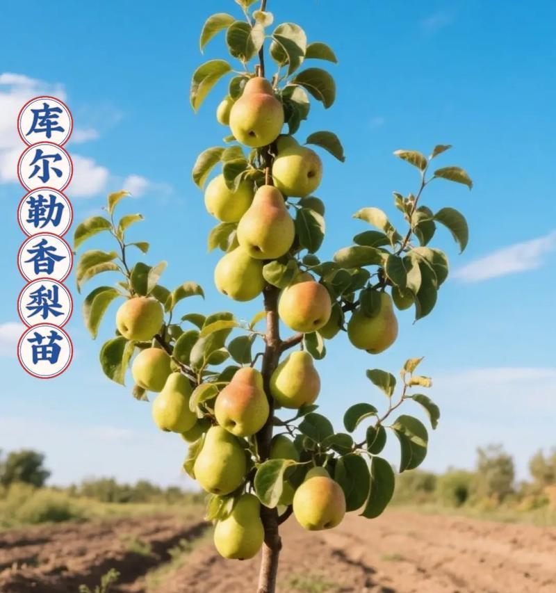 家里也可以种梨树——打造自己的果园