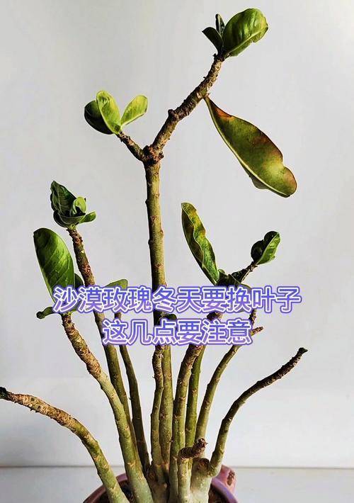 玫瑰栽种在冬天（生命力强的品种，必须注意的地方）