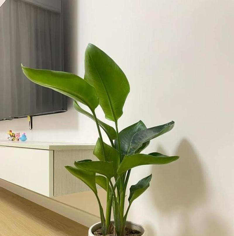 富贵子的喜阳和喜阴——如何正确养护富贵子（探究富贵子的养护方法，了解它喜欢的环境条件）