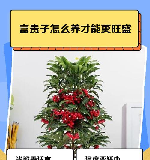 富贵子的喜阳和喜阴——如何正确养护富贵子（探究富贵子的养护方法，了解它喜欢的环境条件）