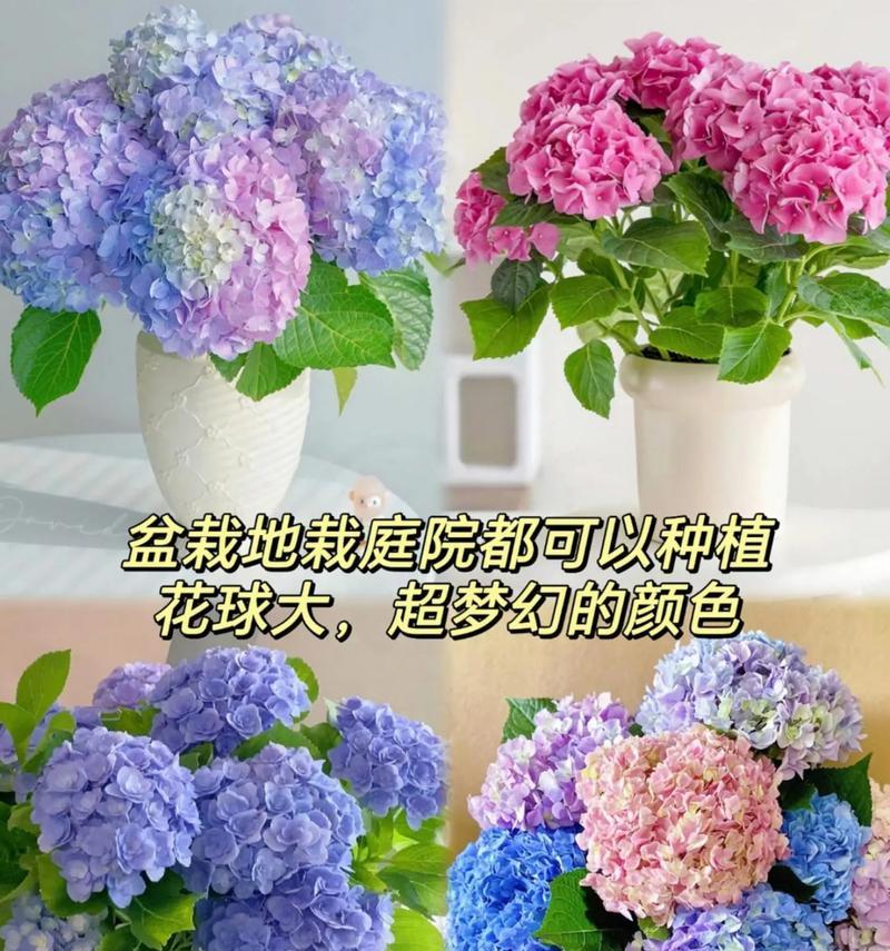 绣球花移栽的时间与方法（春季是移栽绣球花的最佳时间，注意根系保护和施肥）