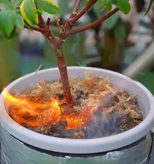 熟黄豆水的神奇之处——适合浇什么花？（熟黄豆水浇花是个好主意！）