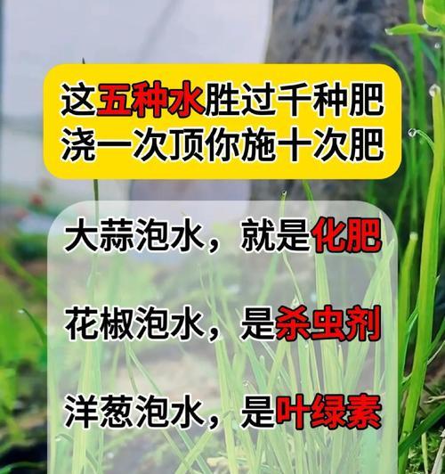 熟黄豆水的神奇之处——适合浇什么花？（熟黄豆水浇花是个好主意！）