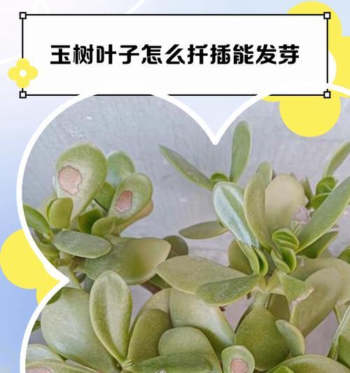 如何让玉树快速生根？（掌握关键技巧，让玉树长势更旺！）