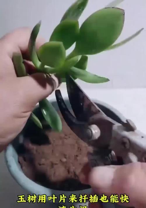 如何让玉树快速生根？（掌握关键技巧，让玉树长势更旺！）