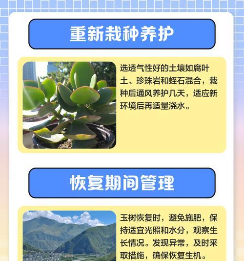 如何让玉树快速生根？（掌握关键技巧，让玉树长势更旺！）