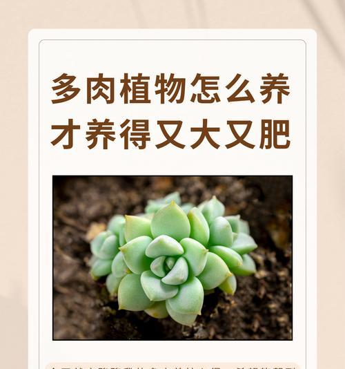 橙雪球多肉养护指南（打造健康美丽的橙雪球多肉）