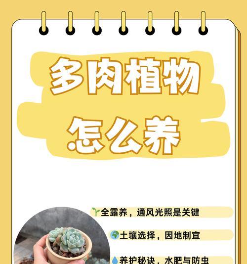 橙雪球多肉养护指南（打造健康美丽的橙雪球多肉）