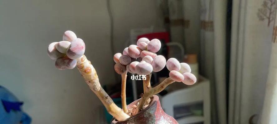 橙雪球多肉养护指南（打造健康美丽的橙雪球多肉）