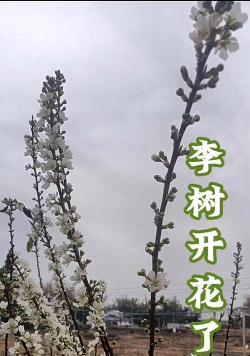 李树的开花季节（了解李树的花期和开花规律）