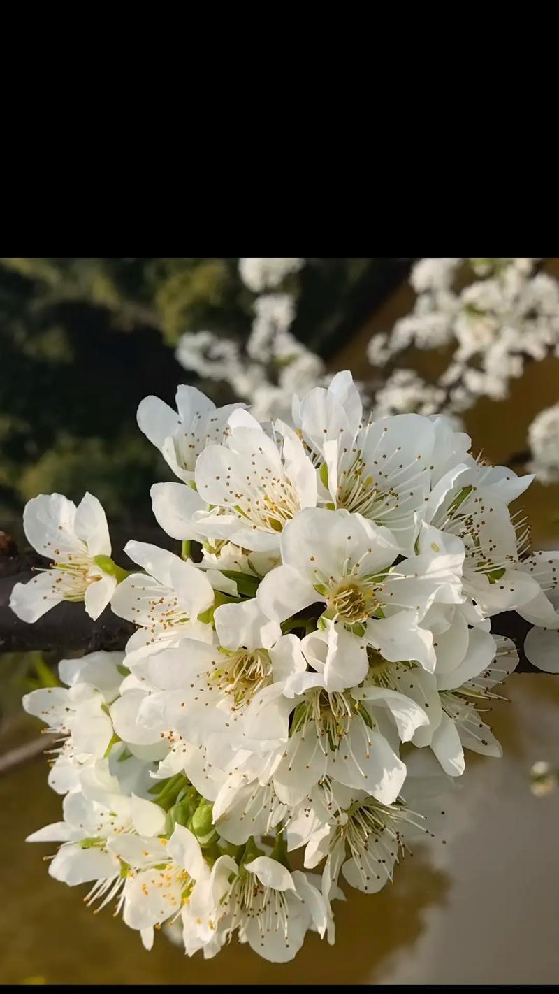 李树的开花季节（了解李树的花期和开花规律）