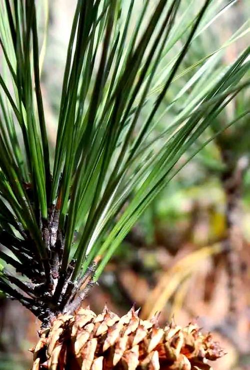 了解松树——一种常见的针叶树（从植物类型到生长环境，全方位了解松树）