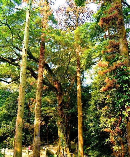 了解松树——一种常见的针叶树（从植物类型到生长环境，全方位了解松树）