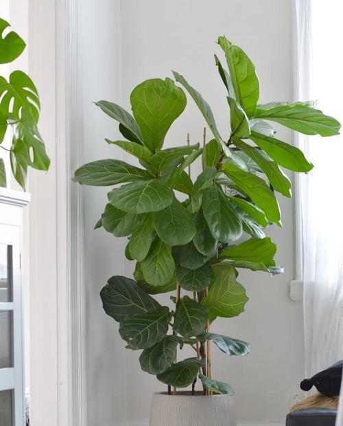 打造室内绿色空间，这些植物不容错过（探索适合室内种植的植物，为家居增添清新氧吧）