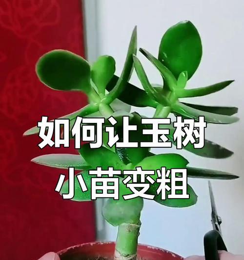 玉树的养护技巧（让你的玉树健康成长）