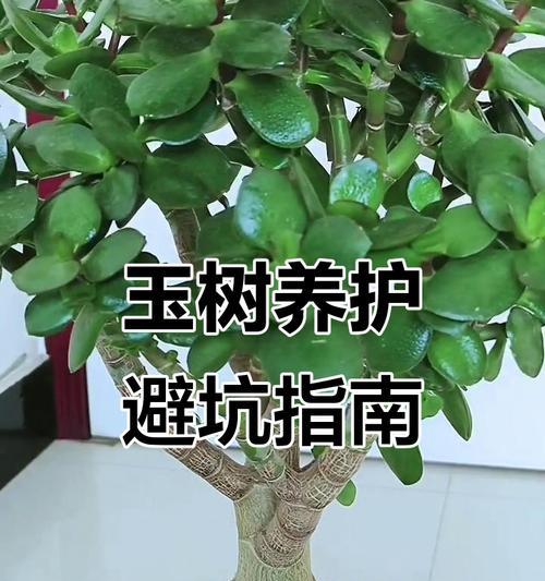 玉树的养护技巧（让你的玉树健康成长）