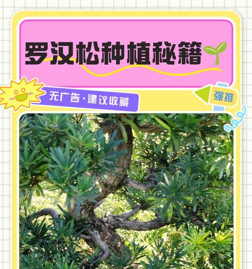 罗汉松种子发芽时间及注意事项（了解罗汉松种子发芽时间，成功种植罗汉松）
