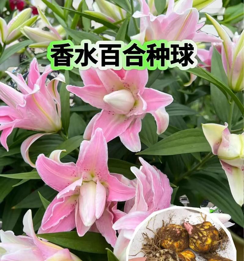 百合球种植全攻略（从月份到技巧，让你轻松种出美丽的百合球）