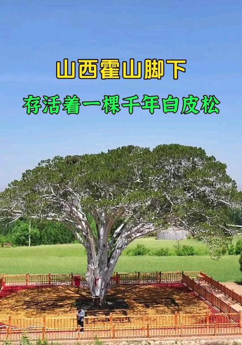 院子里种植白皮松的注意事项（白皮松的种植条件、生长环境及注意事项）